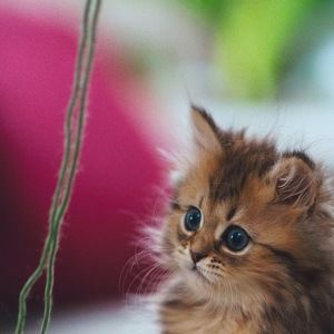 Meet your Posher, Marie